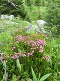 pink mountain-heath